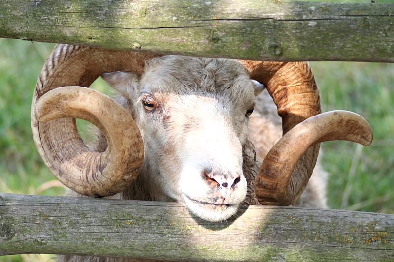 Killikus&reg; Fotographie